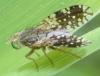 Tephritis pulchra